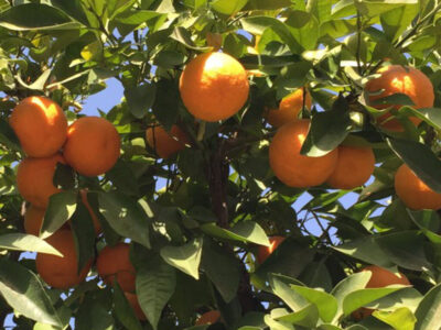 Orangen frisch vom Baum im Orient